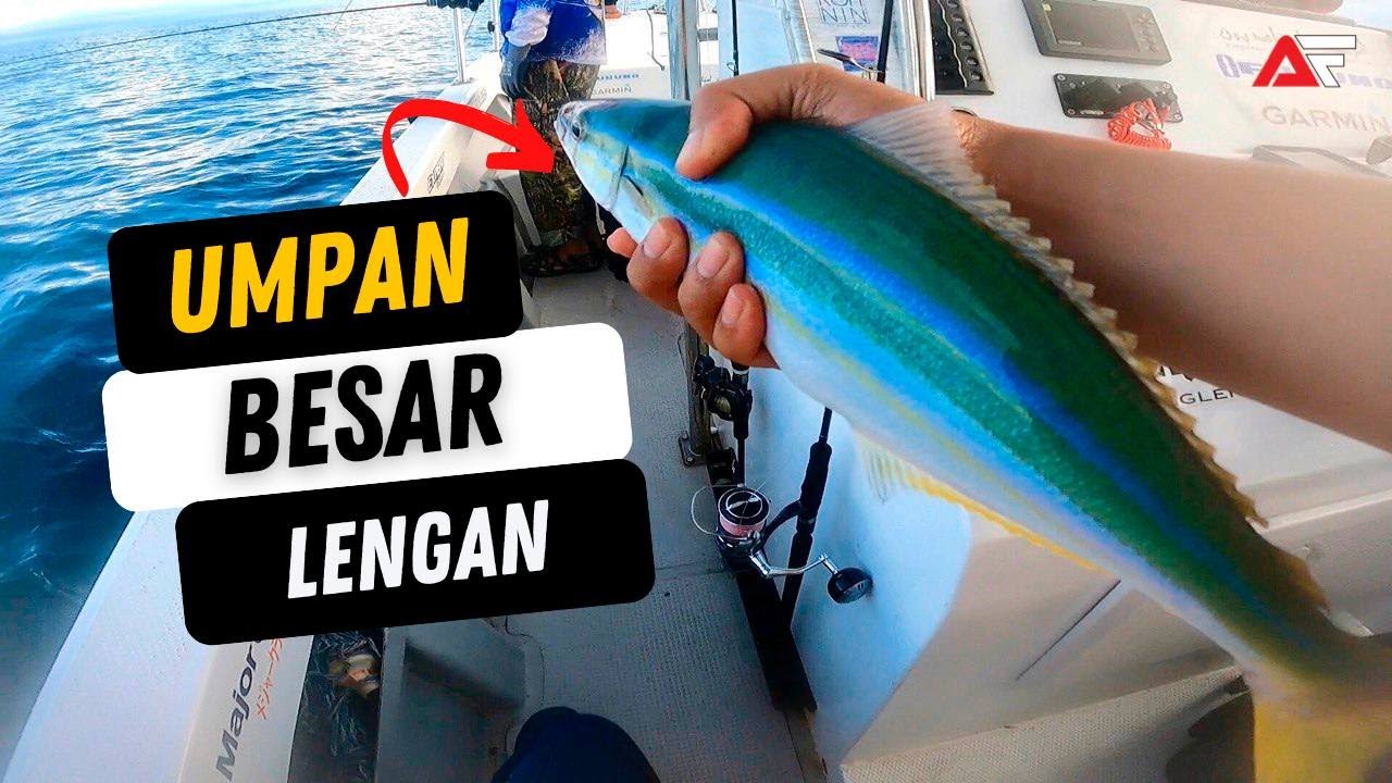 Big Bait Big Fish! Umpan Hidup Diragut Monster Perairan Semporna | Larian Langsung Tak Boleh Tahan!