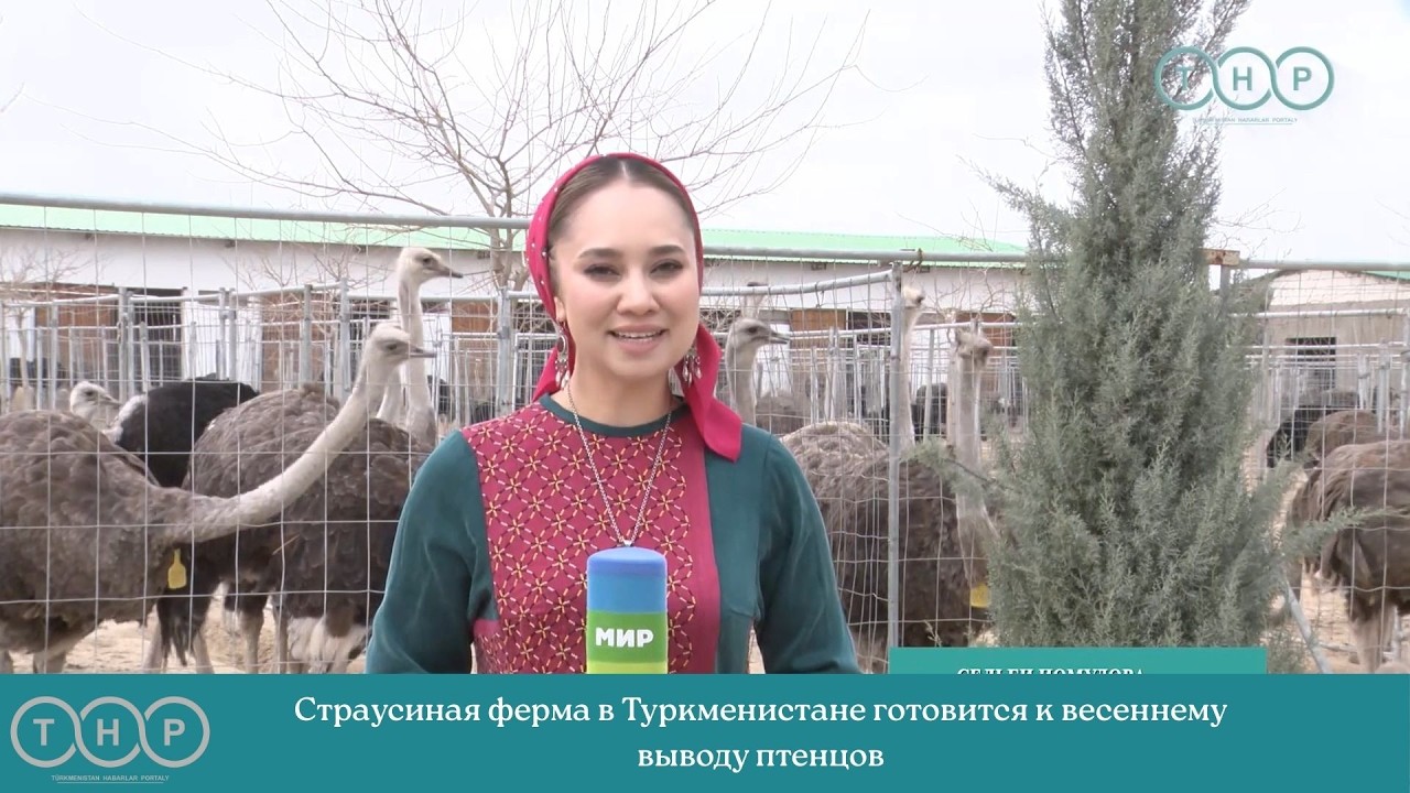 Страусиная ферма в Туркменистане готовится к весеннему выводу птенцов