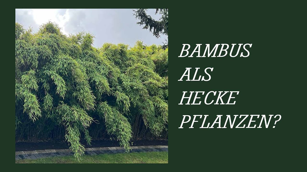 Bambus als Hecke pflanzen