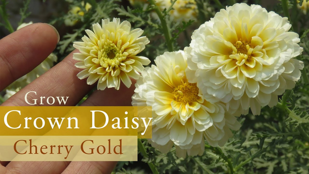 Cherry Gold Flower | Crown Daisy plant Care | Marguerite Daisy | চেরি ফুল