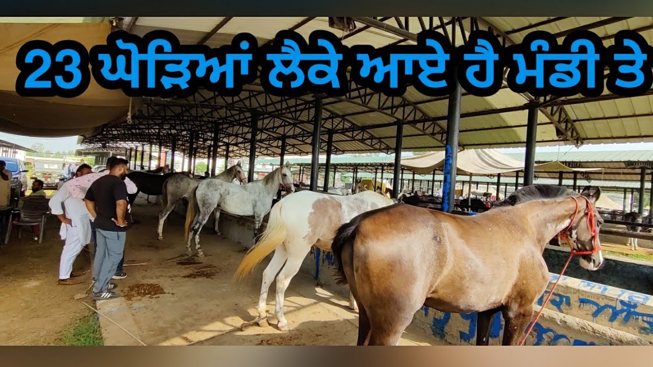 DASHMESH STUD FARM #JAGRAON MANDI