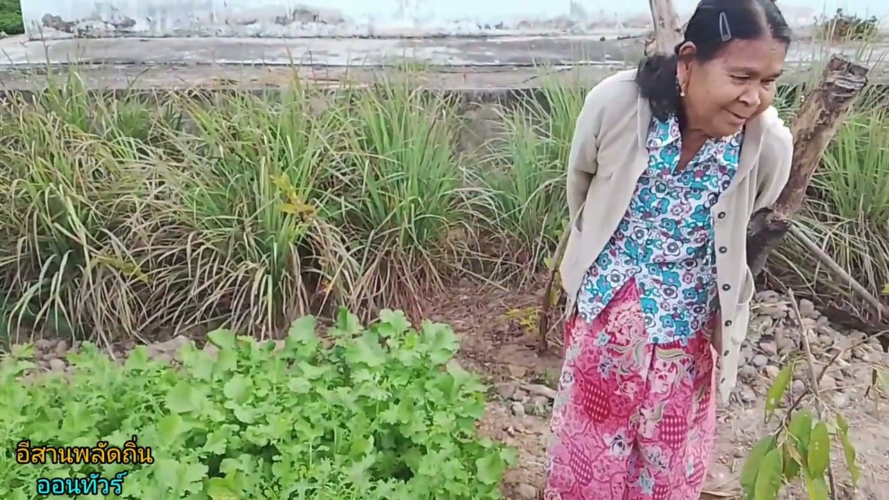 พืชผักสวนครัว//สวนยางบาง#byอีสานพลัดถิ่นออนทัวร์ 