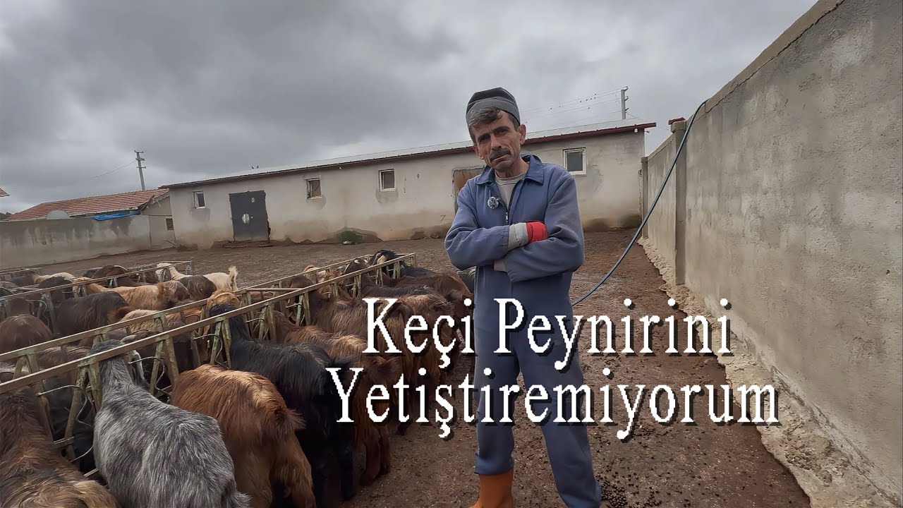  “ÇOK PARALAR KAZANDIM” / 300 HALEP KEÇİ / ANADOLUNUN EN BÜYÜK SÜRÜSÜ 