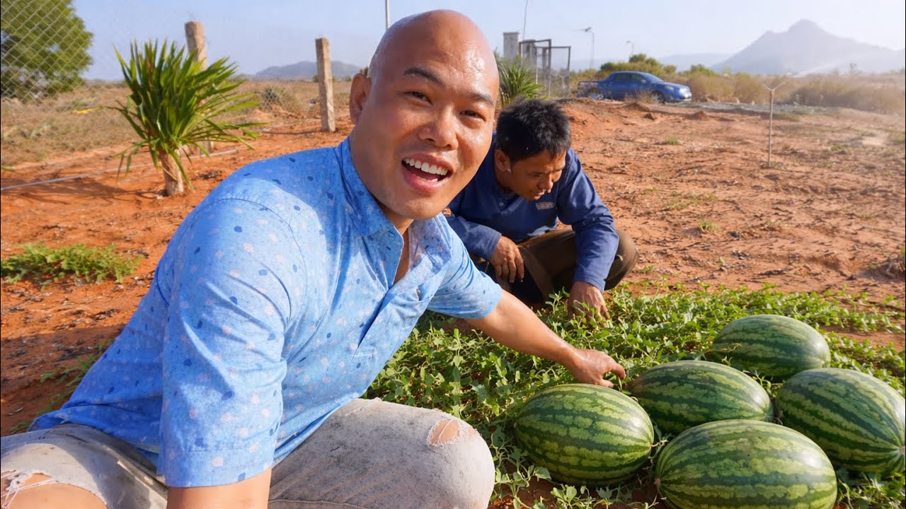 HÔM NAY PHÁT HIỆN CÂY DƯA HẤU 🍉 MỌC GIỮA SA MẠC CÓ TRÁI RẤT TO | CUỘC SỐNG NÔNG DÂN 