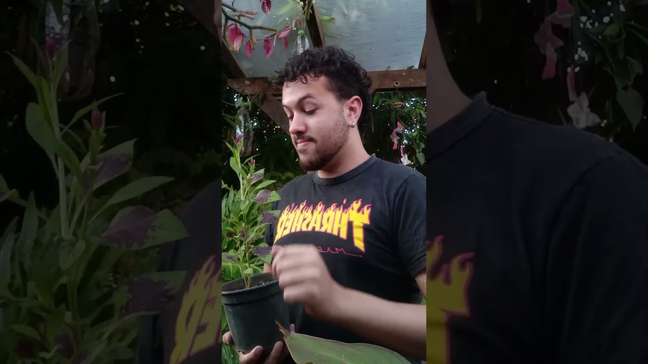 voc&ecirc; conhece essa planta a celosia?
