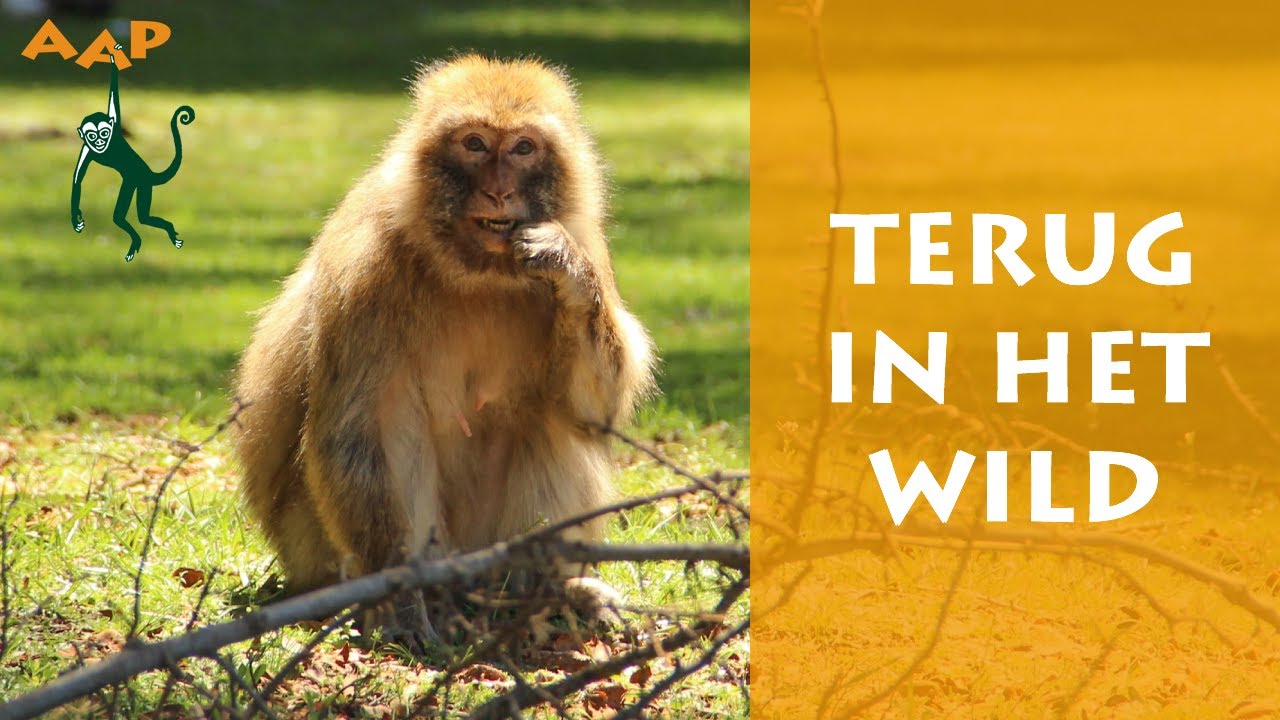 Born to be Wild: berberapen terug in het wild - update