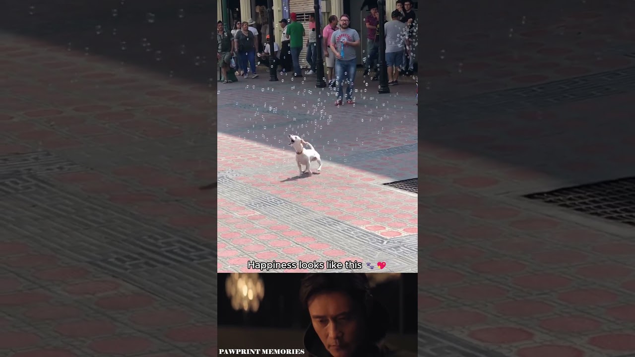 This Dog Found Happiness in Bubbles 🫧🐶 | Pure Joy