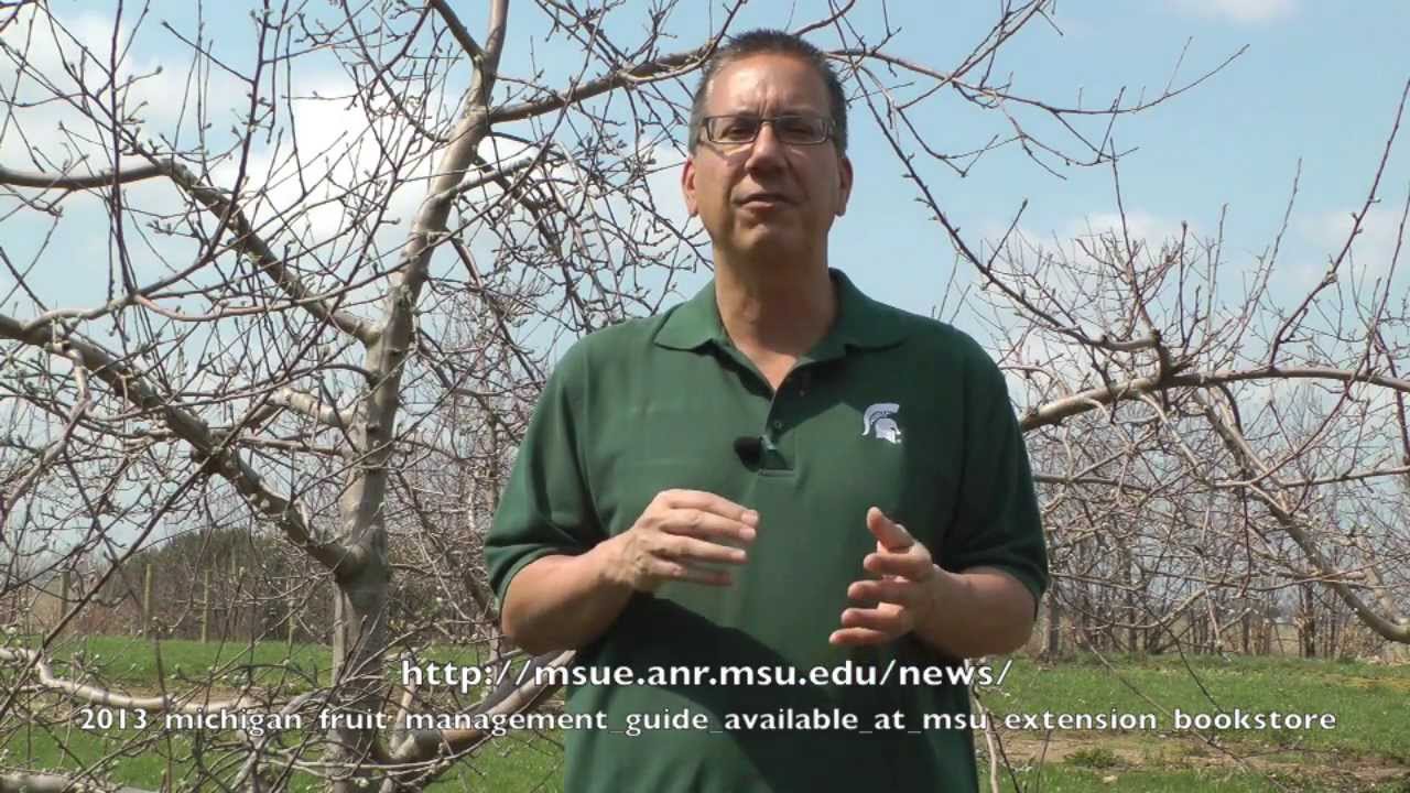Early-season copper use strategies in apple disease control