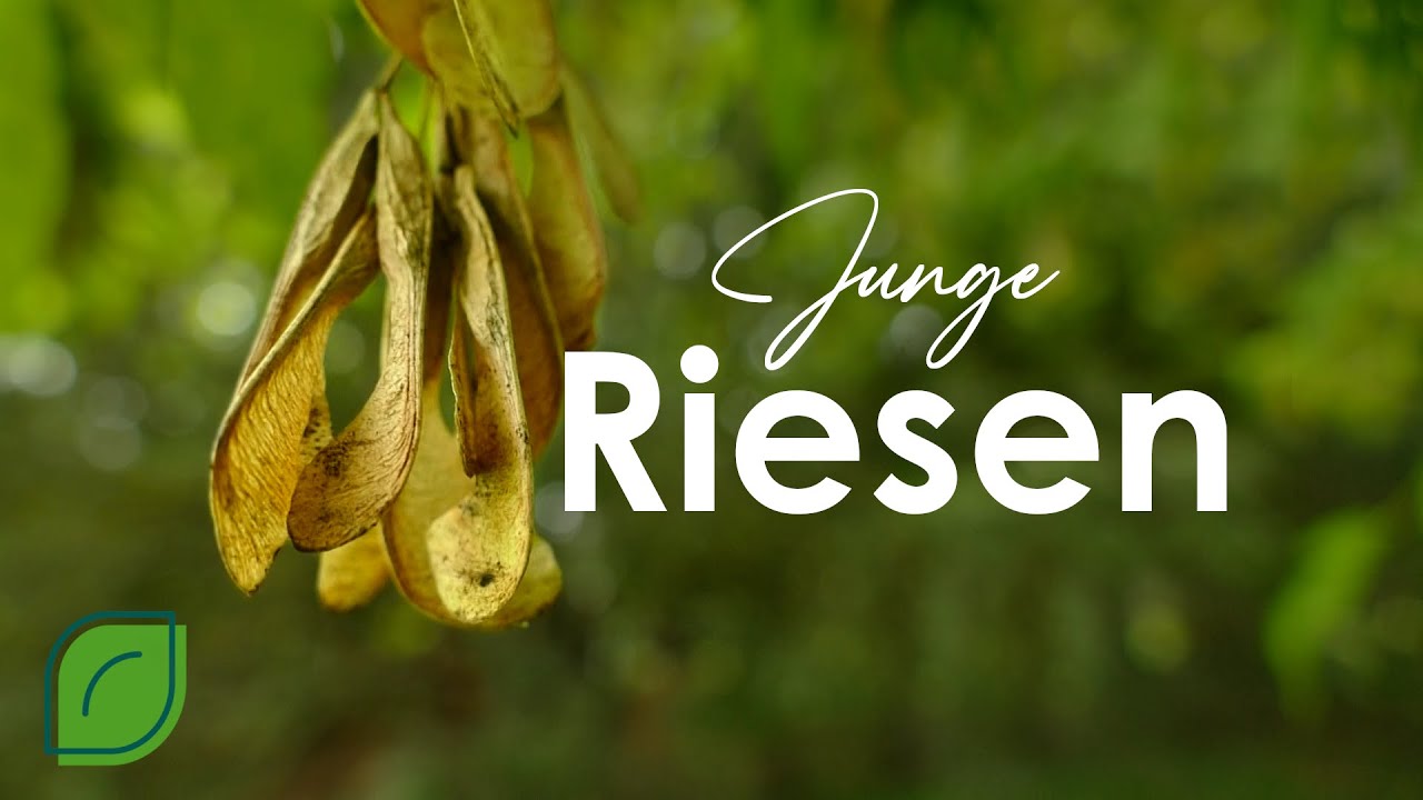 Junge Riesen: was alte B&auml;ume so wertvoll macht