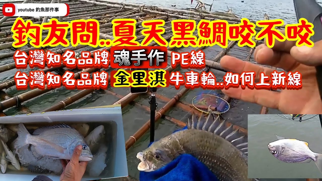 釣友問說.夏天黑鯛好不好釣..在我看來都沒差，只是魚肥不肥..要不是這根破木頭的耽擱，魚獲應該很可觀😁 #釣魚 #黑鯛 #蚵棚 #魂手作浮標工坊 #金里淇高端淺平槽
