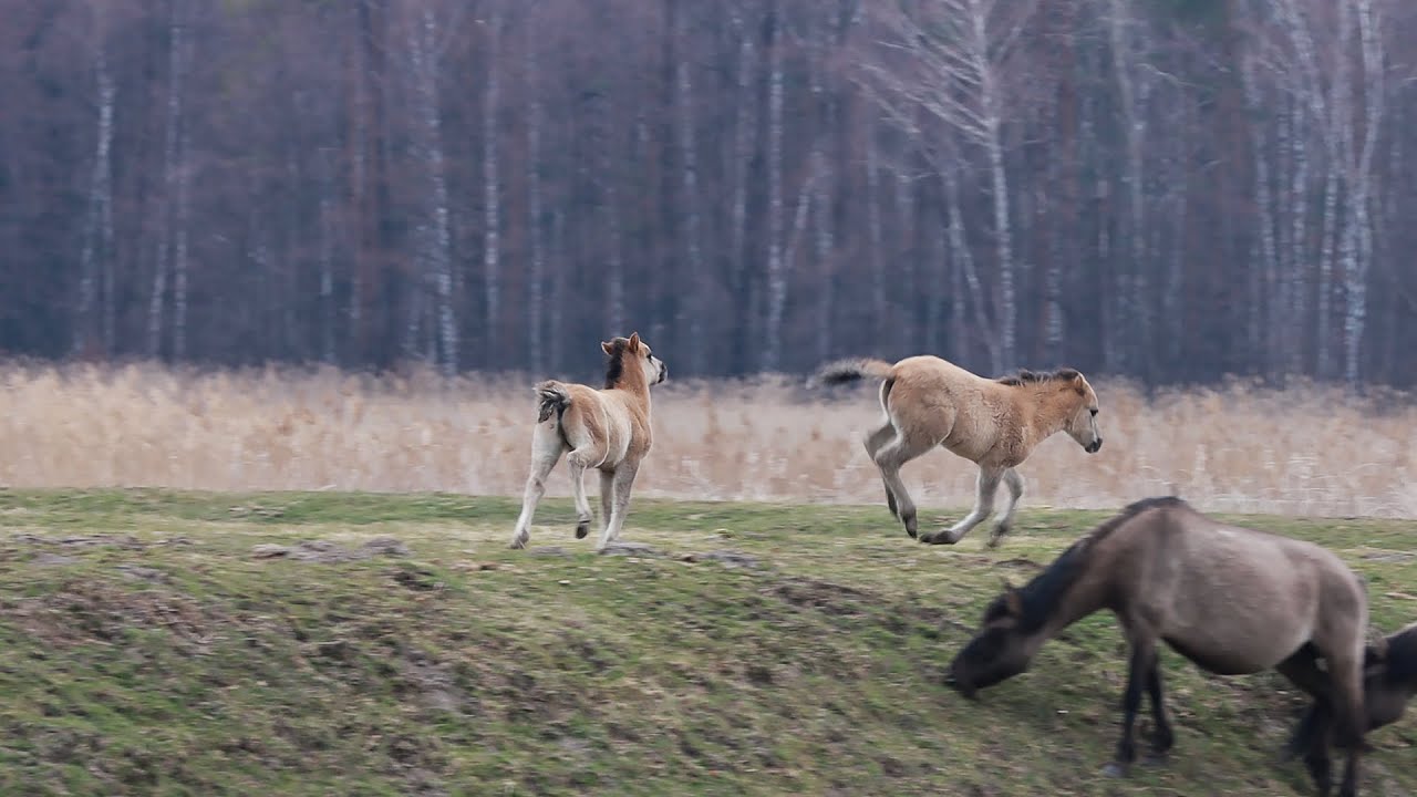 Nastrojowy Roztoczański Park Narodowy
