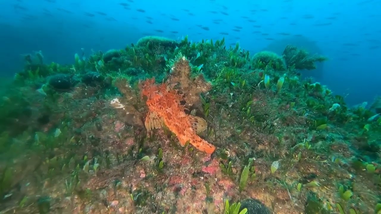 6 Marzo 2026   Isola delle Femmine