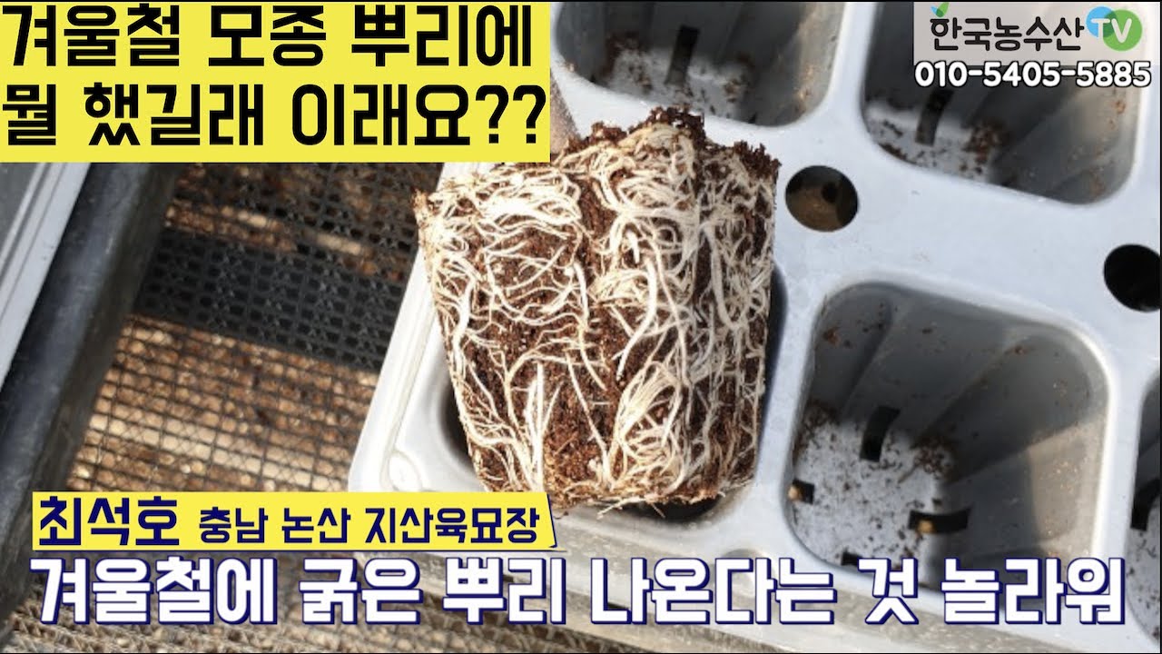 [한국농수산TV] 겨울철 모종 뿌리에 뭘 했길래 이래요?? 충남 논산 지산육묘장 소네트구입문의 010-5405-5885