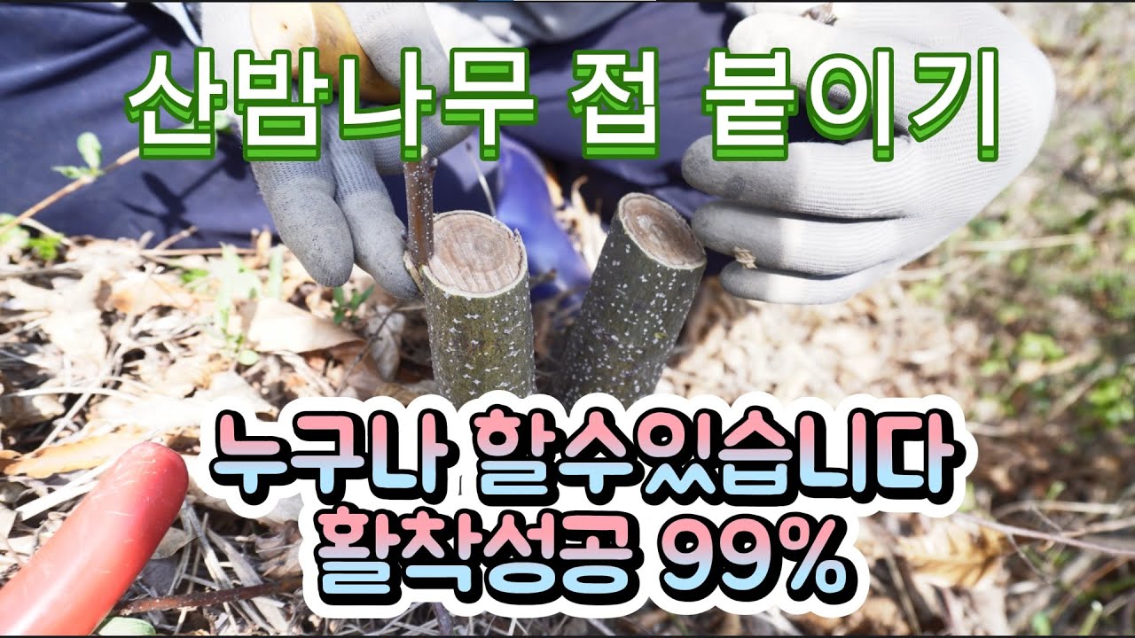 밤나무 접목 시기 접목 과정