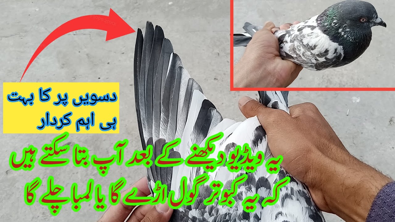 Goal Urnay Walay aur Lamba Chalne Waly Kabuter Mein Kiya Difference hai | Pigeon Day1