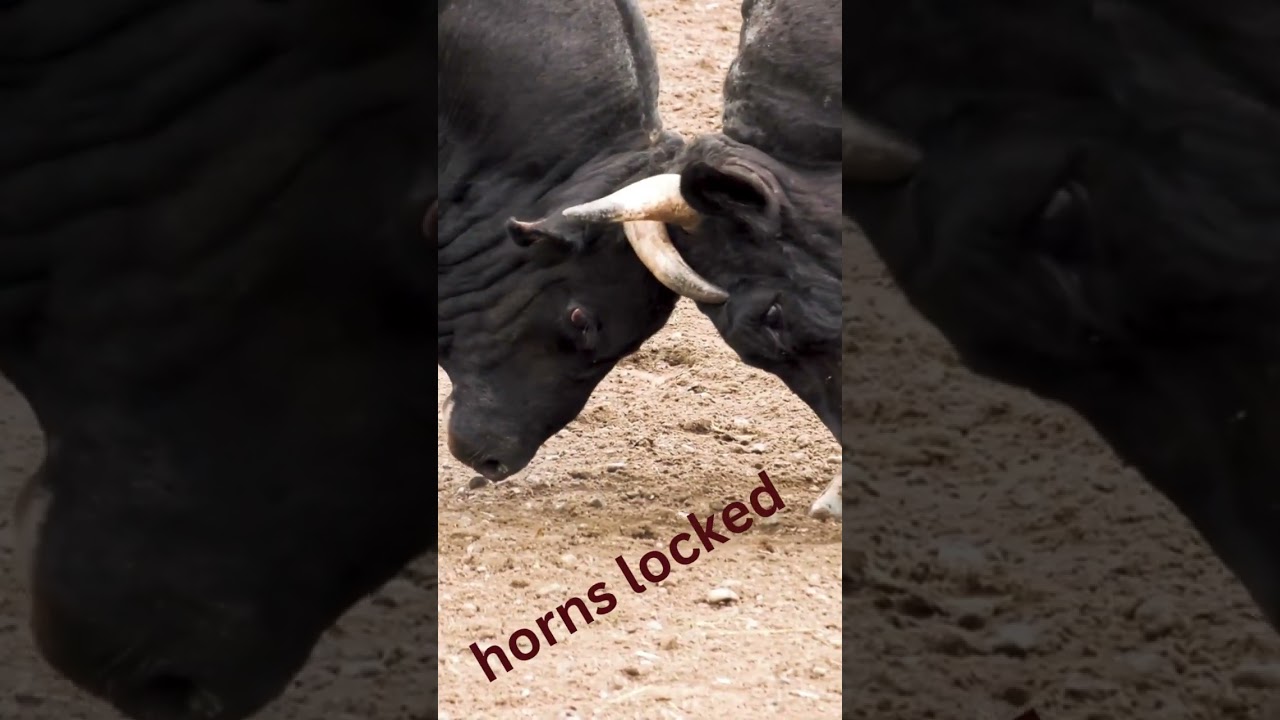 horns locked close up #bullfight #subscribetomychannel #ytshorts