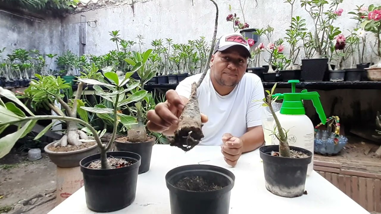 como combatir y prevenir araña roja, insectos y hongos  en las rosas del desierto