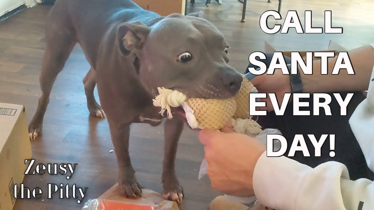 Pitbull Dog Gets Best Christmas Ever!!