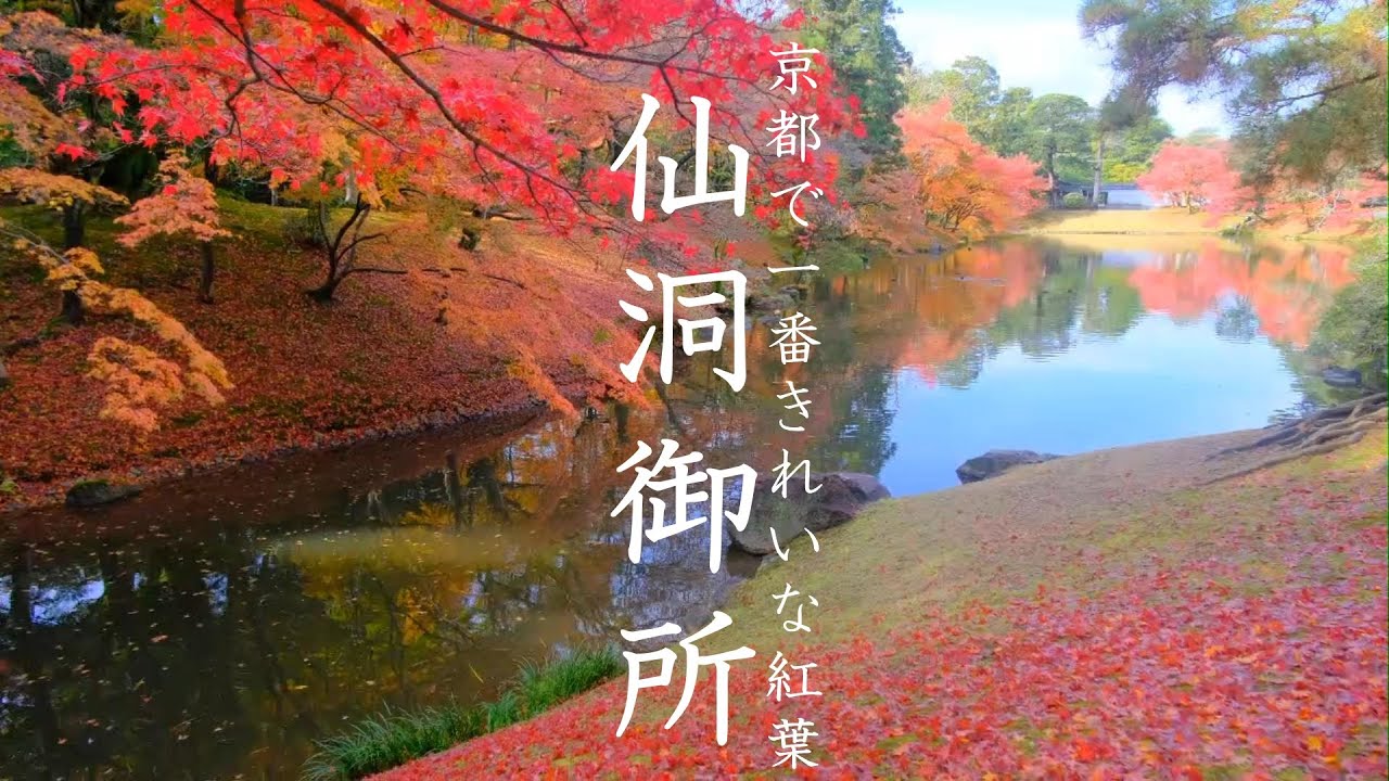 京都で一番きれいな穴場紅葉　仙洞御所2022　 The Autumn Leaves of Kyoto Sentō Imperial Palace（Kyoto, Japan）
