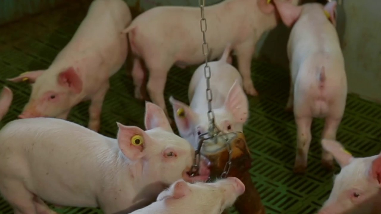 Het voorkomen van staartbijten bij varkens