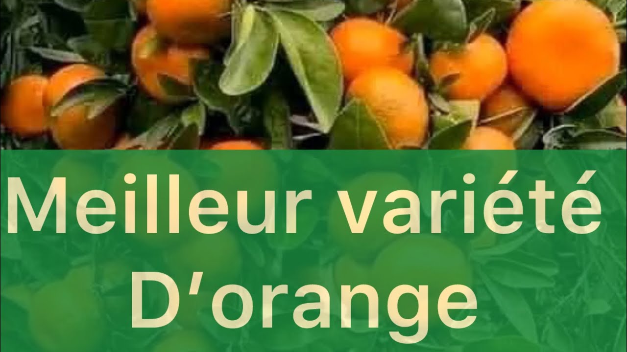 Culture d’orange en Afrique : les 4 Varietés d'Oranges les plus Cultivée