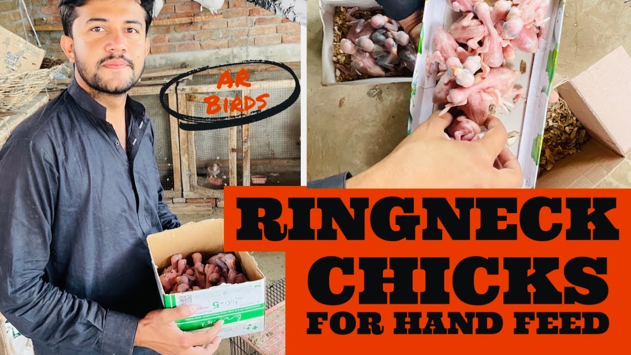 First Clutch Ringneck Agya 😍|hand feed kaliye nikal liye aj | Prices Of Ringneck Chicks in Pakistan