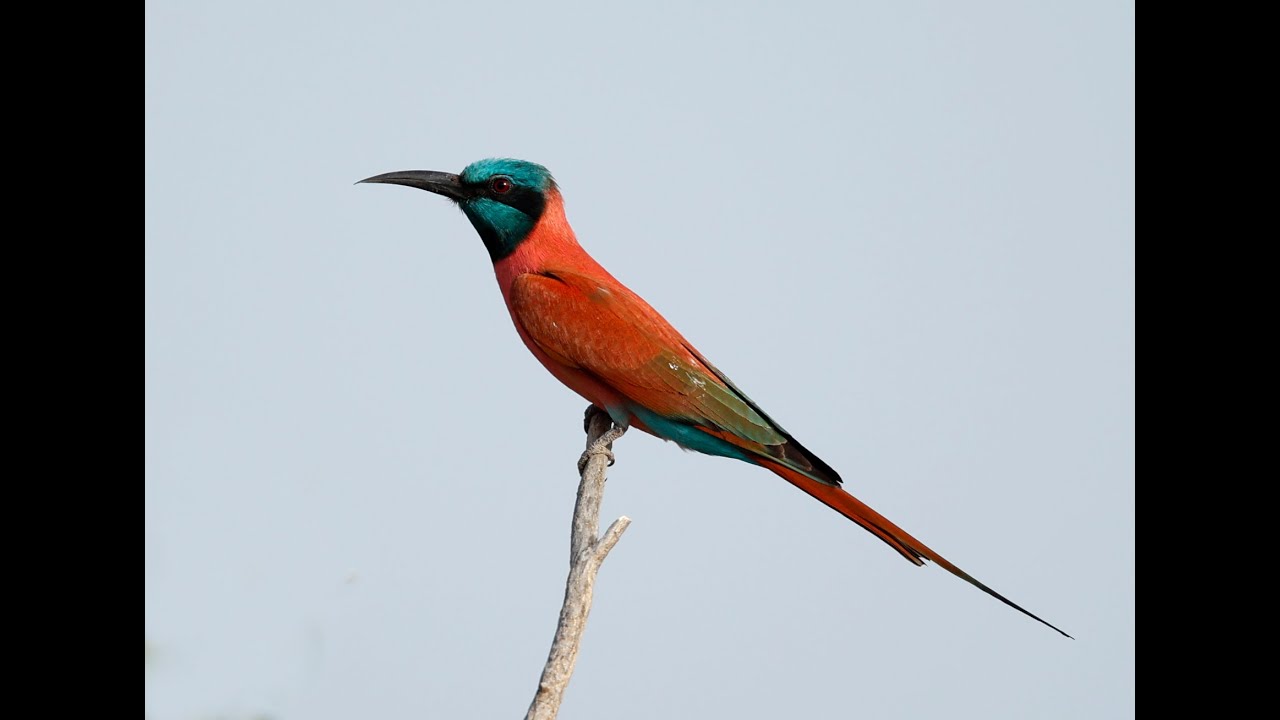 Photo montage of Birds of The Gambia - February 2025