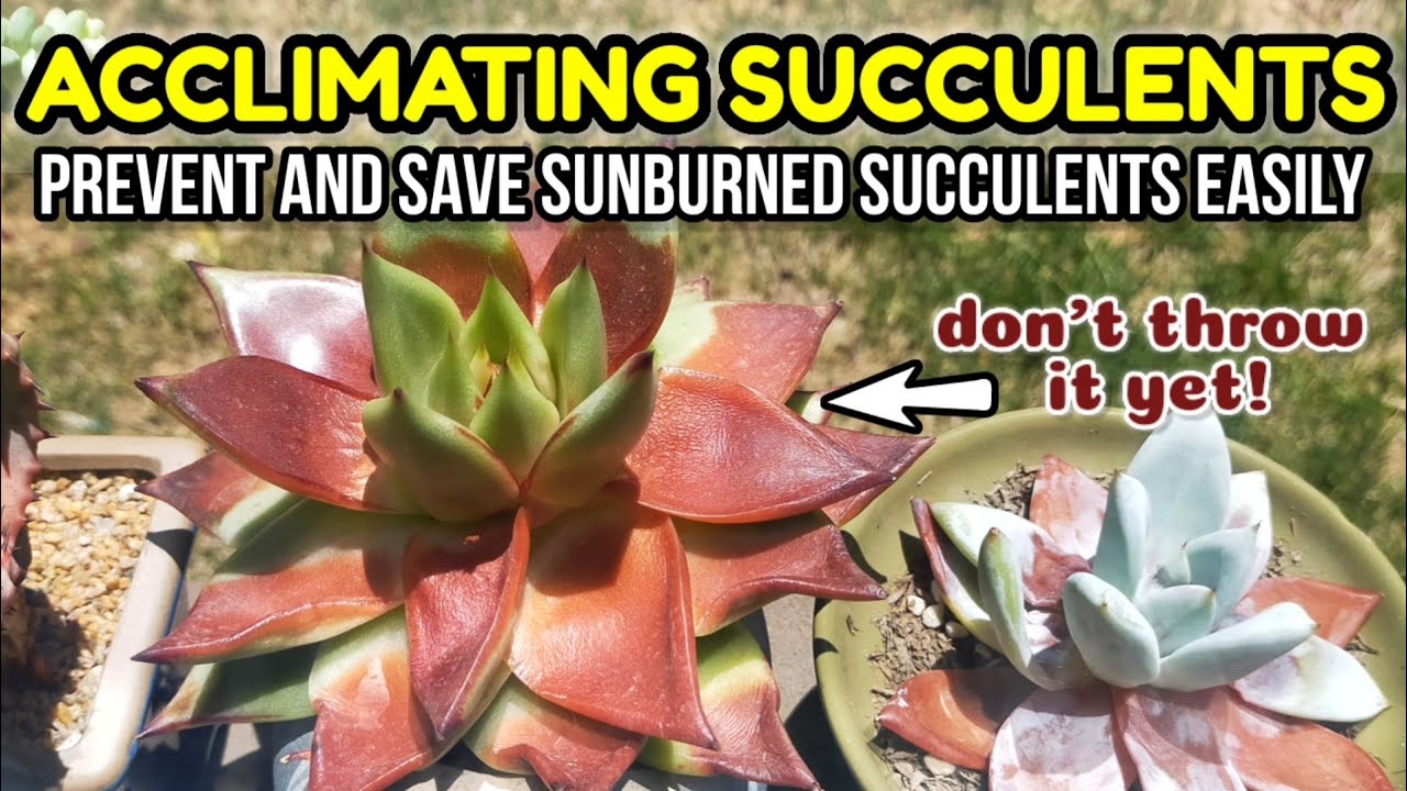 ACCLIMATING SUCCULENTS TO AVOID SUNBURN || How to Prevent and Treat succulent sunburn tips