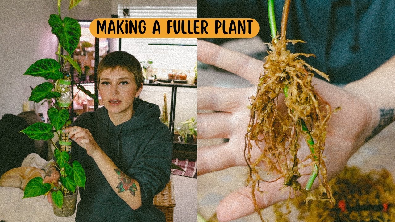 Chopping Philodendron Verrucosum + Extending Moss Pole ✂️ (air layering propagation results!)