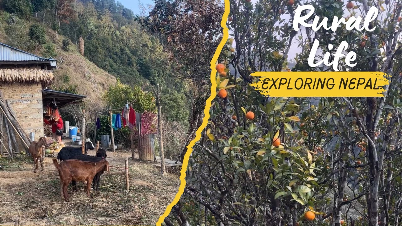 Organic Orange Hunting At The End Of The Season || Living With Nature
