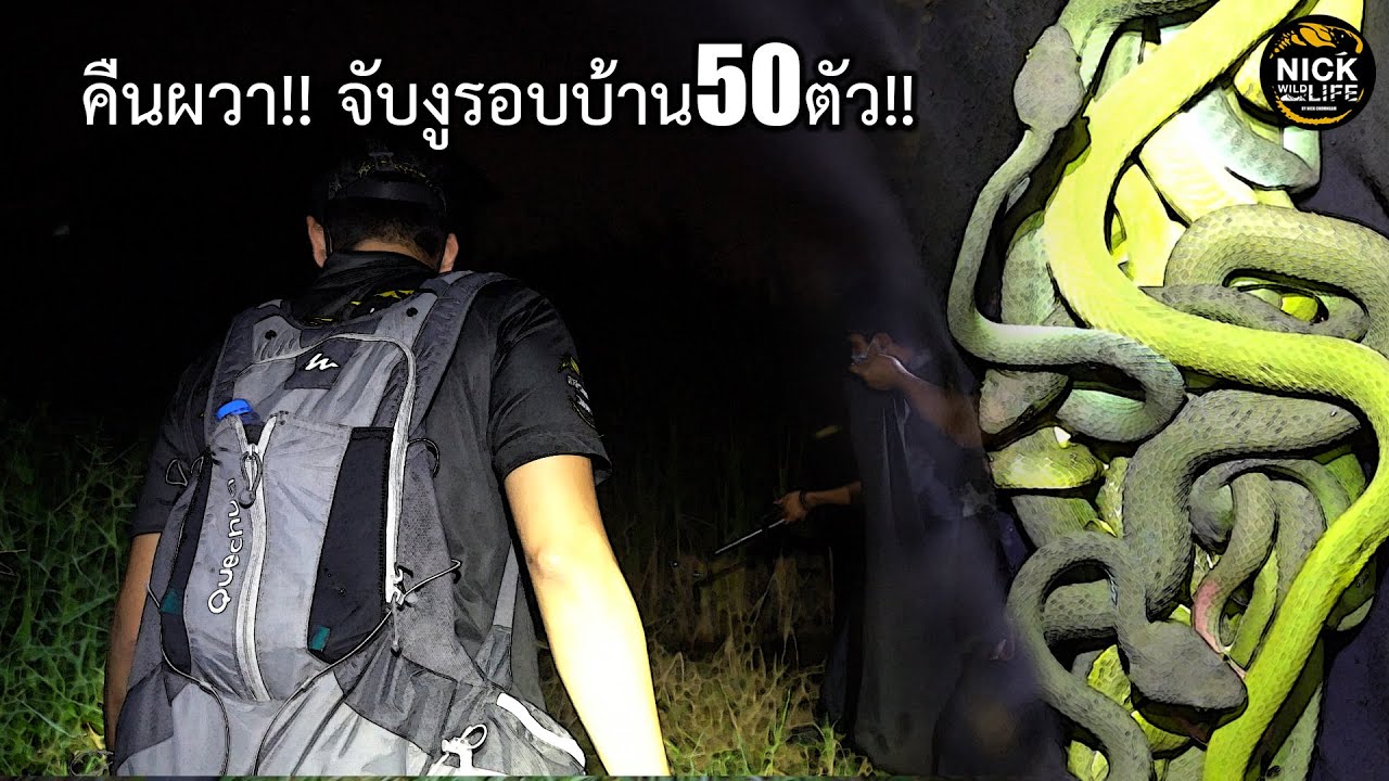 ลุยดิบ EP.133 คืนผวา!! จับงู50ตัว