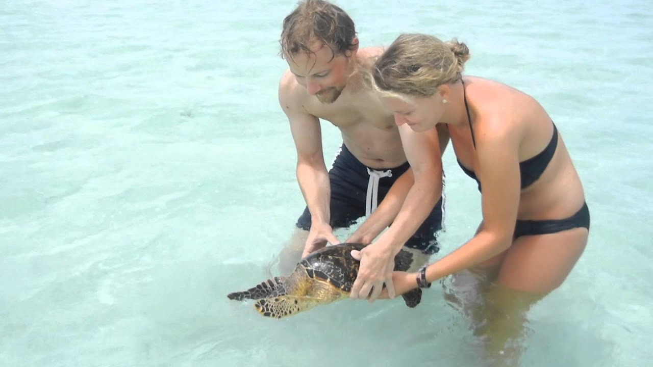 Snorkeling Fish Tobago Guesthouse