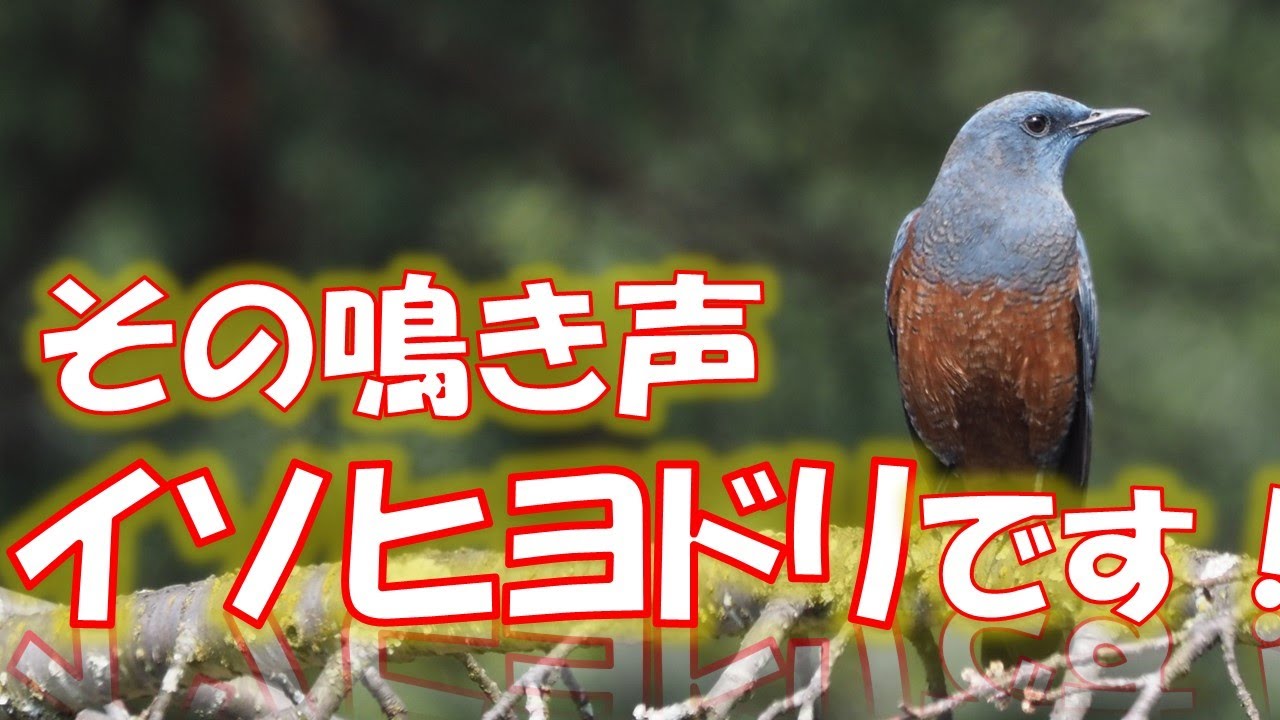 【鳴き声で見つける野鳥】イソヒヨドリ（解説音声付）
