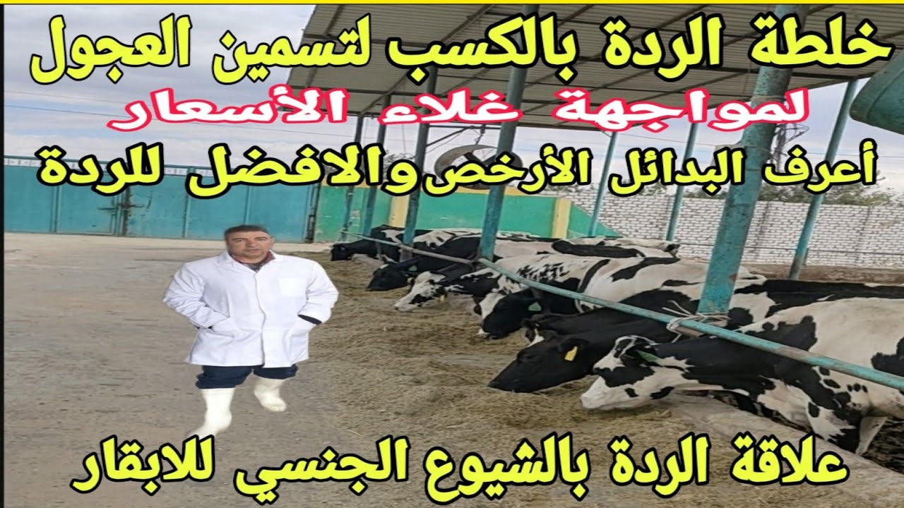 كيف تضاف الردة مع العلف الكسب لعجول التسمين. وكيف تحسن الشيوع الجنسي .بداءل أرخص الردة.د/السيدالطوخي