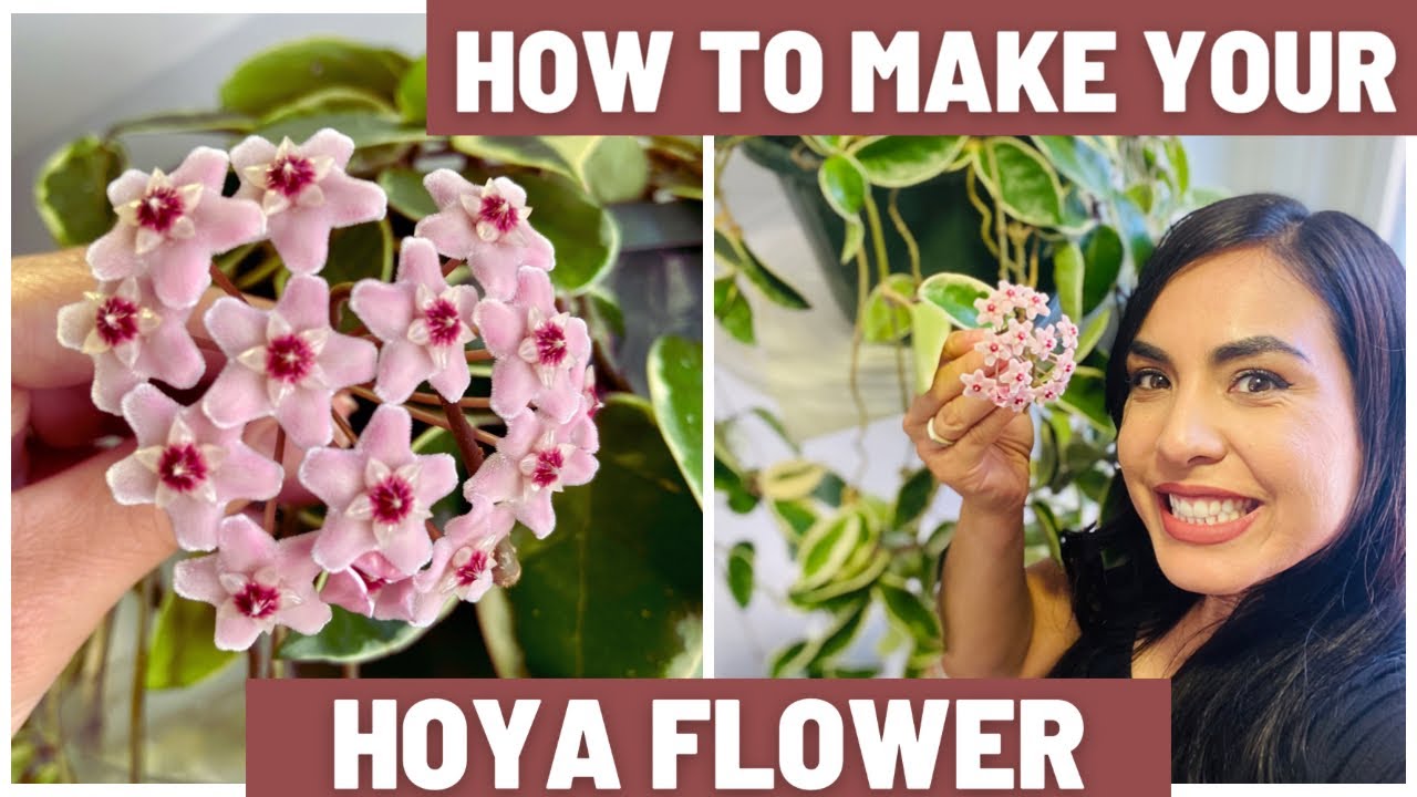 HOW TO MAKE YOUR HOYA FLOWER!!! Hoya care tips! Featuring Hoya Krimson Queen blooming!!!