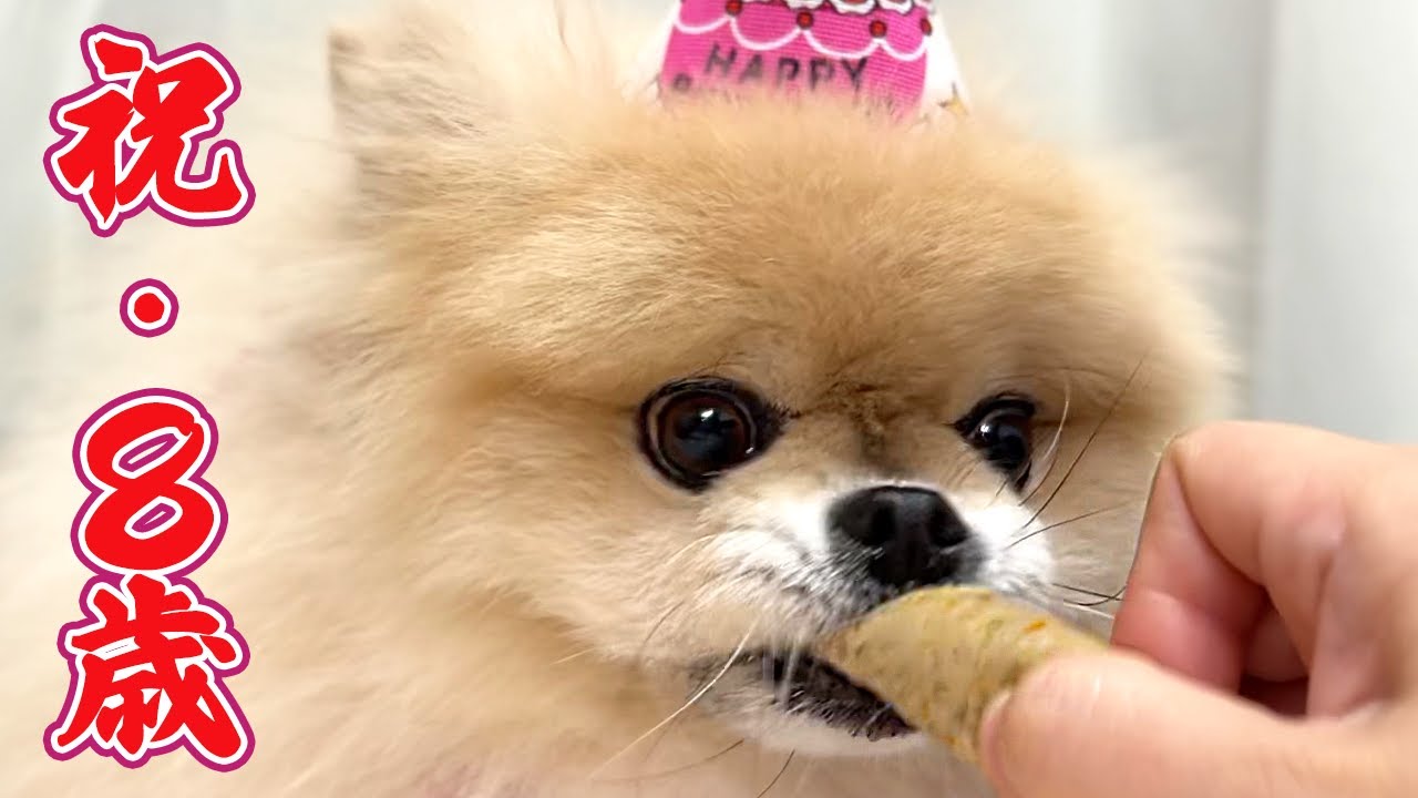 【モチ8歳の誕生日】天気悪いから家でまったりホームバースデー‼