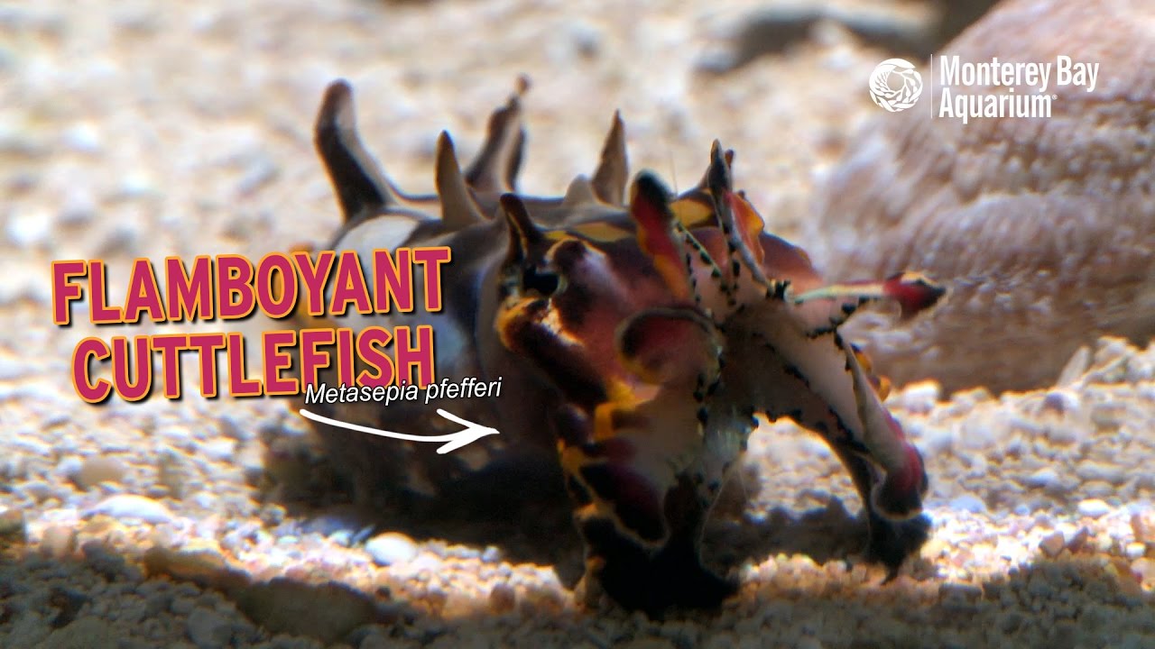 Flamboyant Cuttlefish &mdash; Regal Rainbow Rhinos!