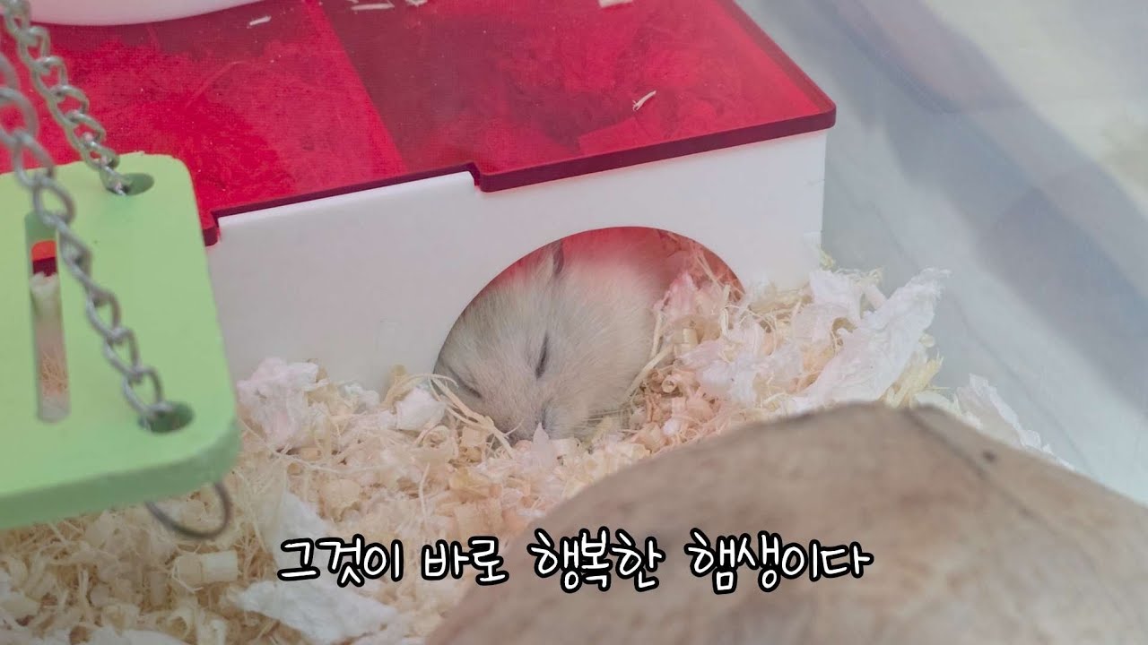 먹고 자고 먹고 자고
