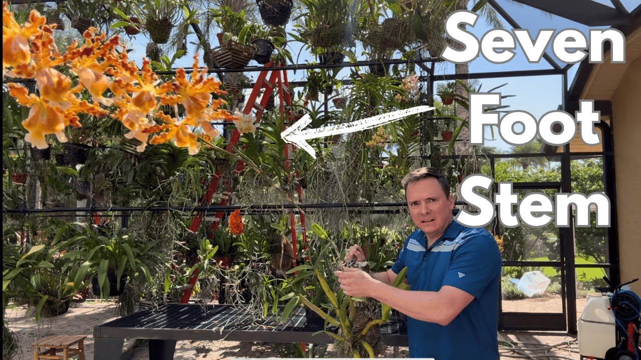 Which Orchid Should You Grow? Pros and Cons of Each Genus