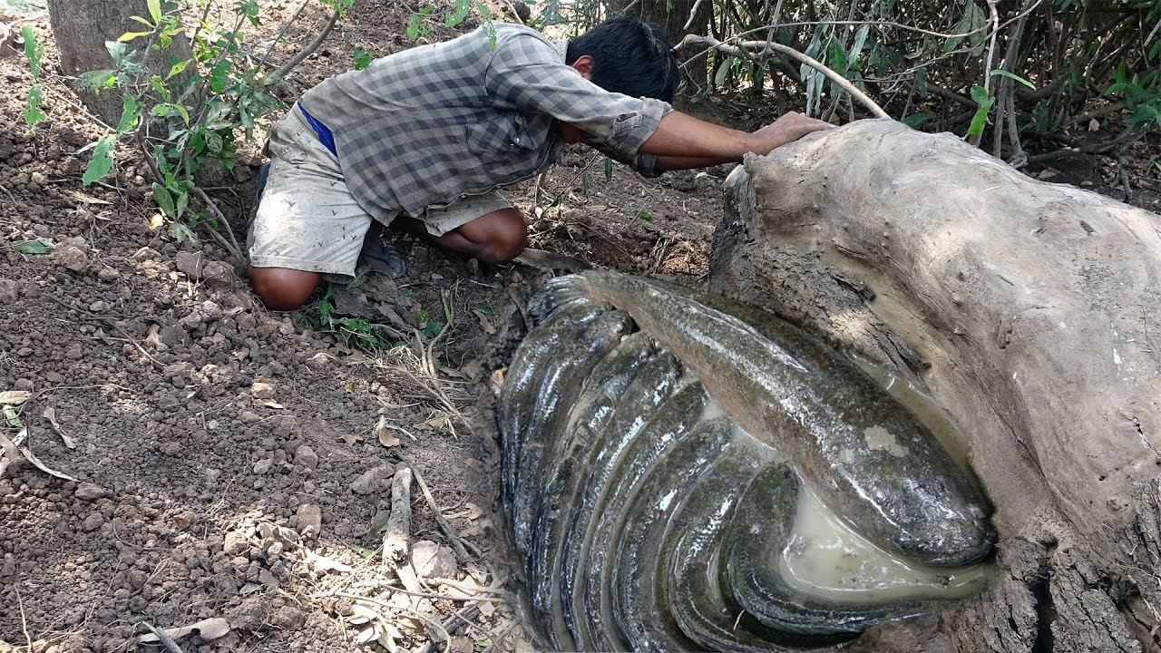 Amazing Find Snakehead Fish Underground Wild Tree