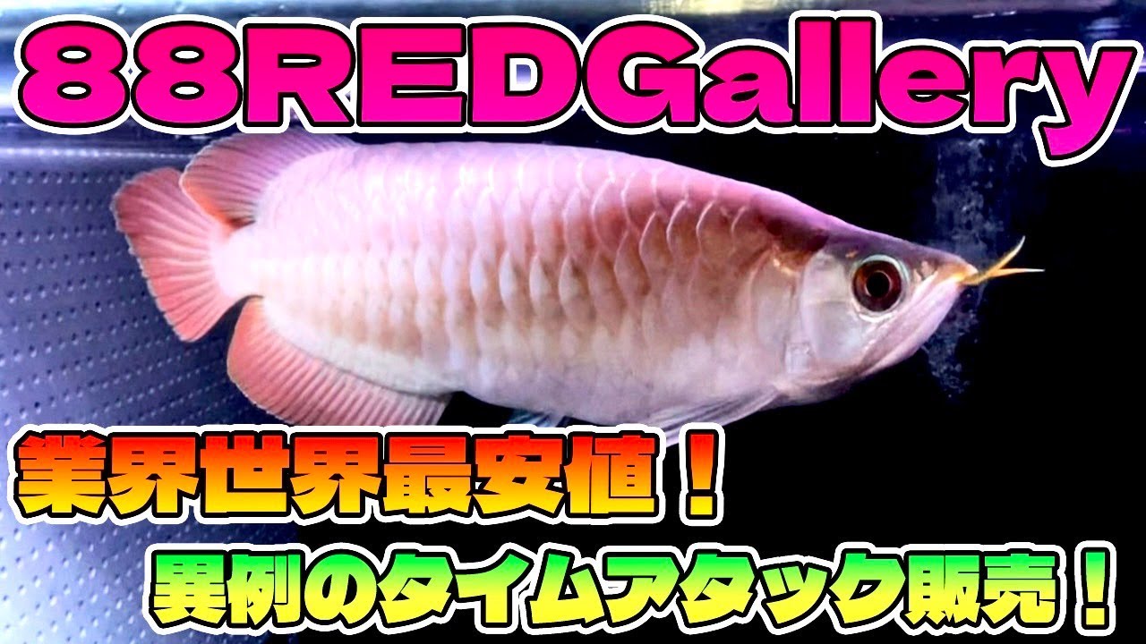 これはマジで衝撃！アロワナ界の常識を覆す㊗️