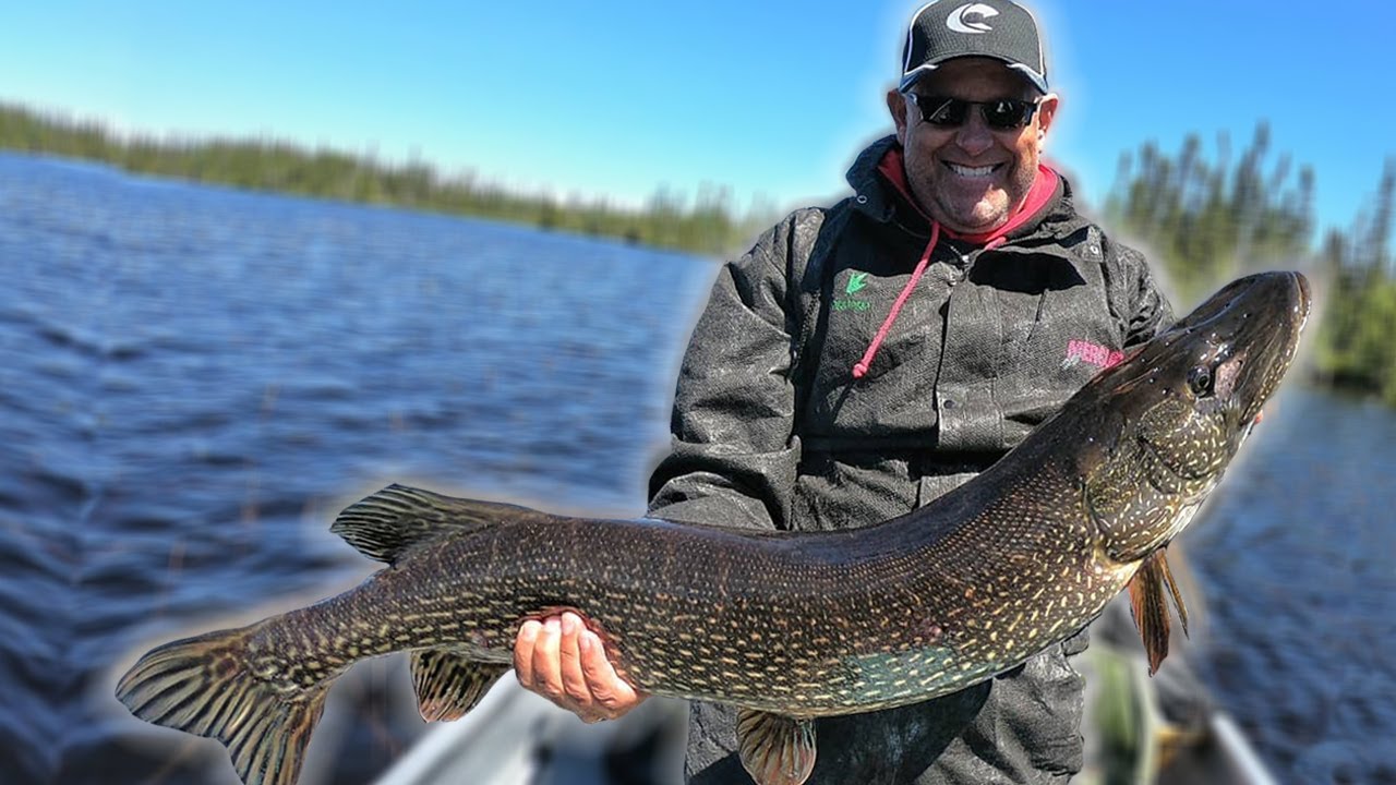 Massive Pike at Kesagami Wilderness Lodge