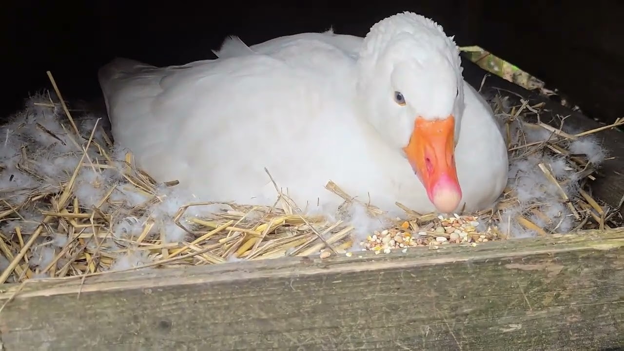Een frisse start in De Zwijnenstal; Nieuwe kippetjes en een broeds Ganzen meisje!