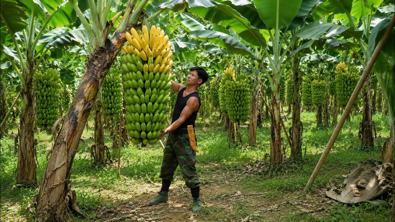Early Season Ripe Bananas | Harvesting, Cooking, and a Day at the Mountain Market