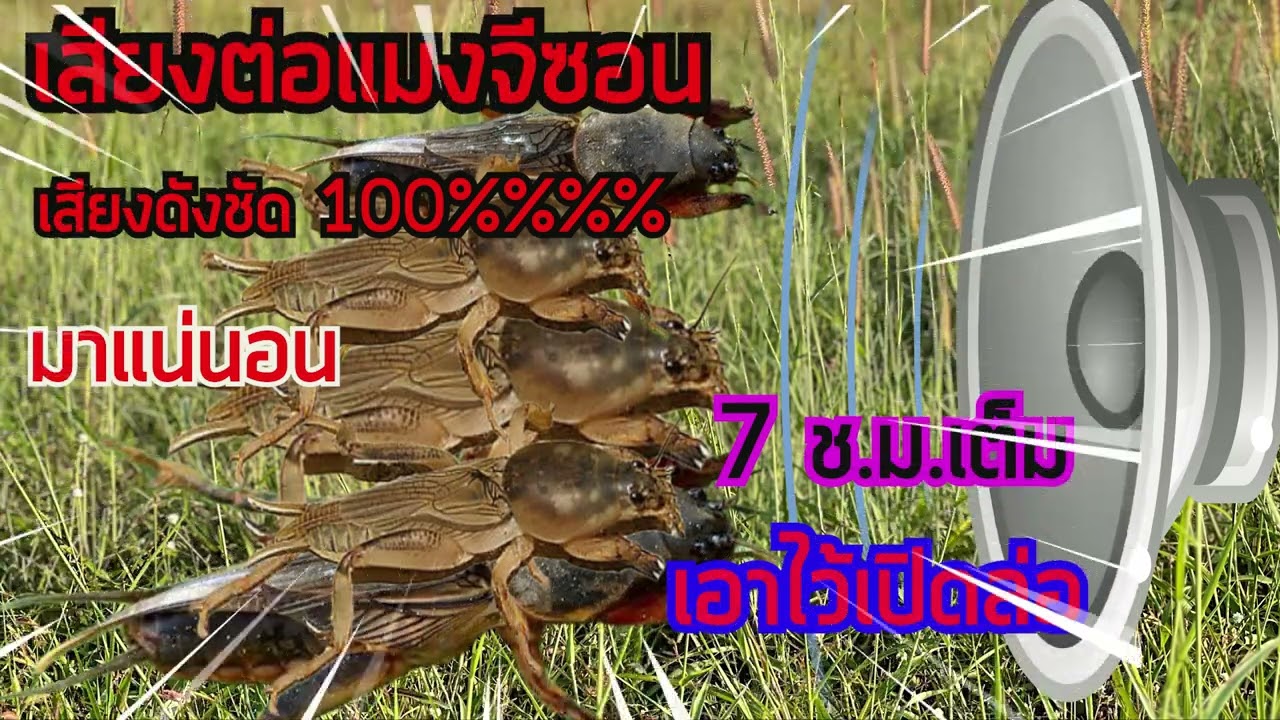 เสียงต่อแมงจีซอนเสียงล่อแมงกระซอนเอาไว้เปิดล่อแมงกระซอนเสียงคมชัดมาก