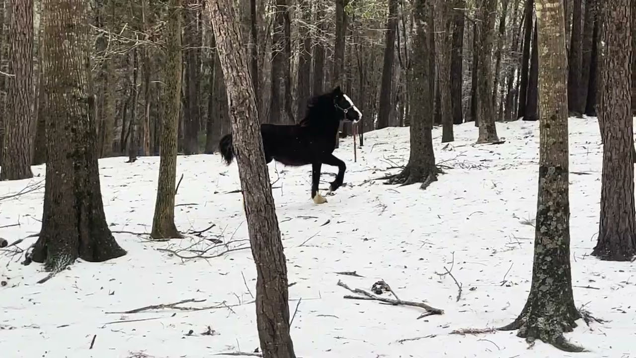 Snow on the Farm #horse #equestrian #gypsyvanner #pony #horsebackriding 