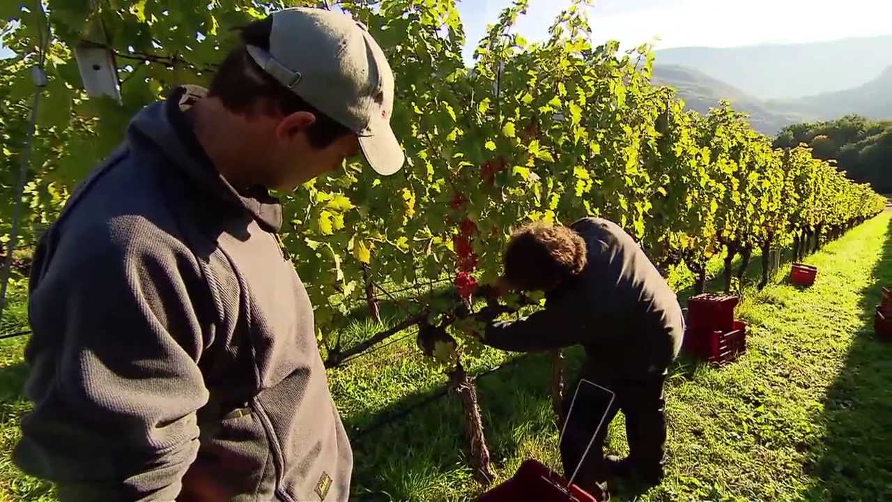 Sichere Weinlese