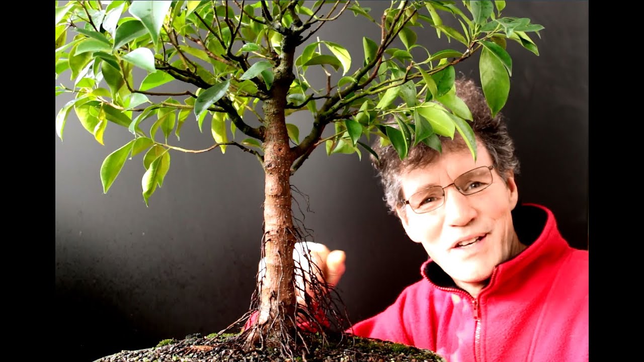 Ficus microcarpa Bonsai, Dec 2015