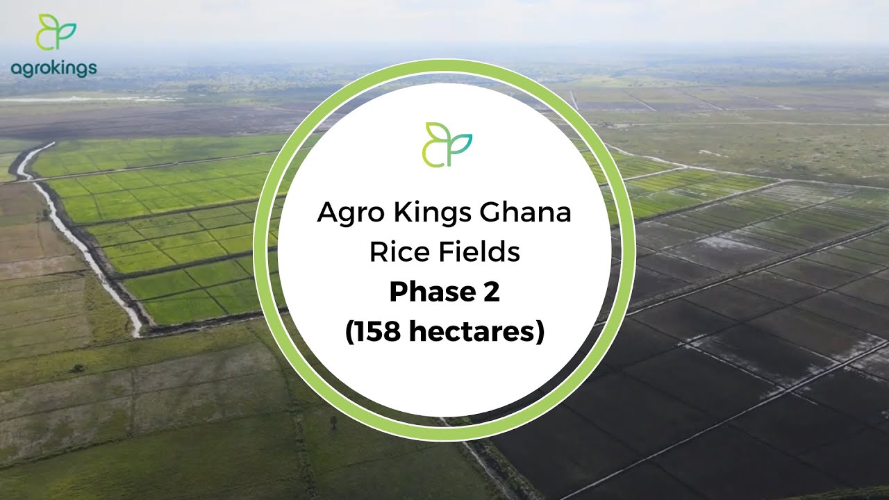 Rice Fields Phase 2 || Ghana (The length of 221 football fields). (2021)