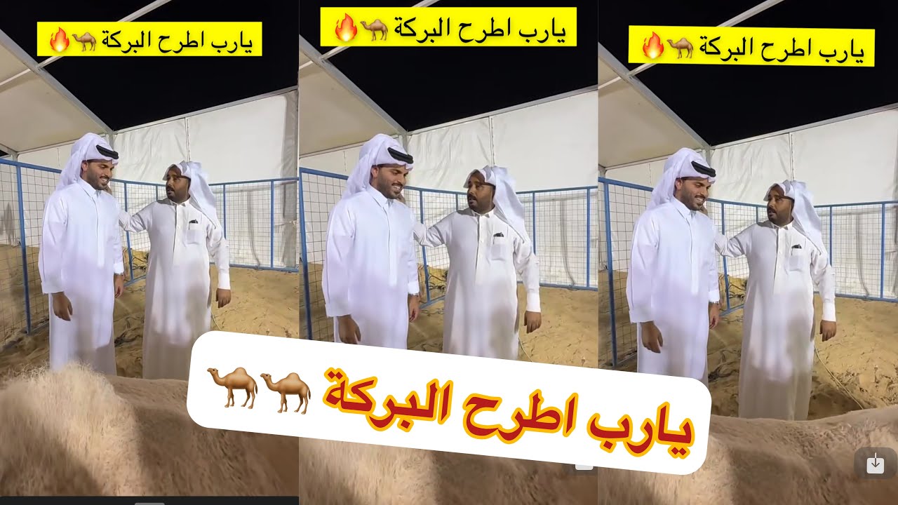 كفو ابو النصر جمهور ماشاءالله 😍#سنابات #غازي_الذيابي